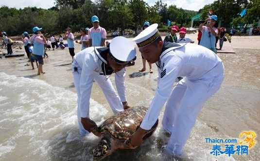 海军将980只濒危海龟放归大自然