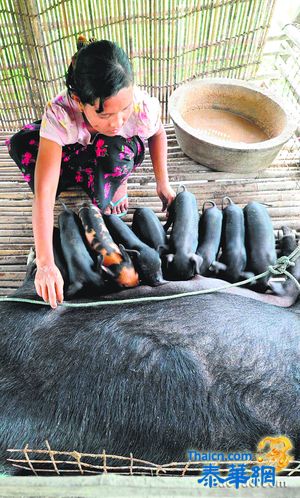 协助乡村贫农 缅甸兴起小额贷款