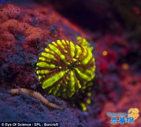 红海底部色彩斑斓的海洋生物