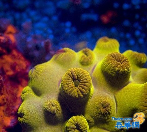 红海底部色彩斑斓的海洋生物