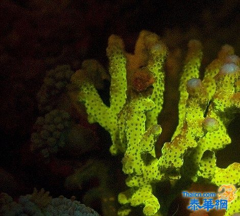 红海底部色彩斑斓的海洋生物