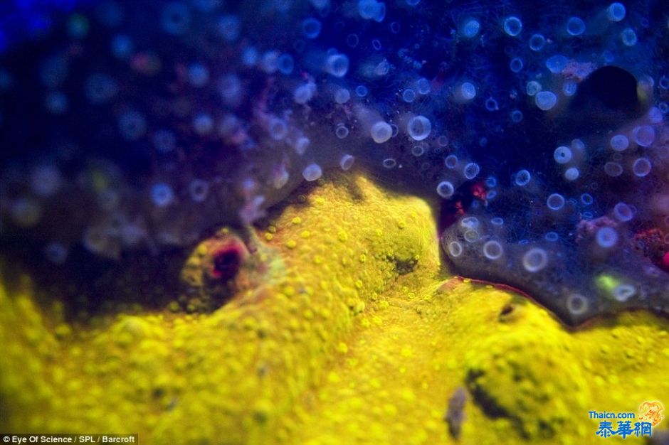 红海底部色彩斑斓的海洋生物