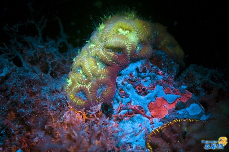 红海底部色彩斑斓的海洋生物