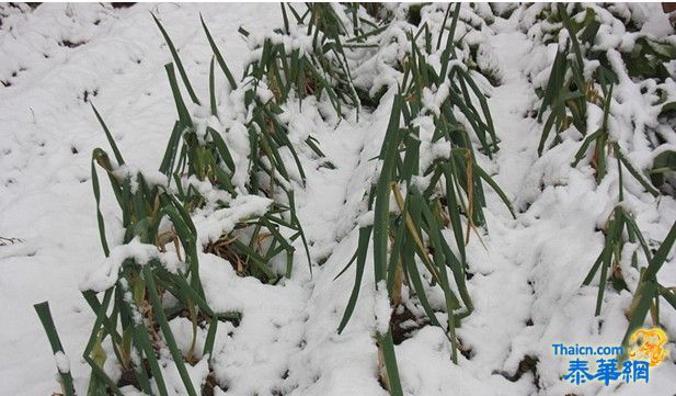 内蒙古黑龙江等地迎来降雪