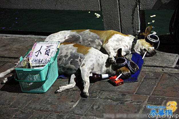 诱惑夜生活 越夜越"色"的芭堤雅  真正糜烂的夜生活