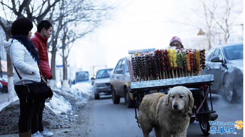 “义狗”助身残主人卖冰糖葫芦