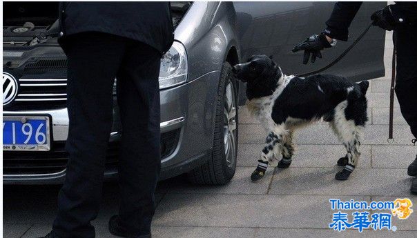 两会警犬"穿鞋"上岗