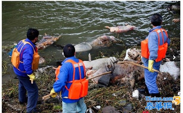 浙江嘉兴：一养殖户被查涉嫌乱扔死猪被立案