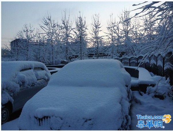 北京一夜大雪 满树雪挂