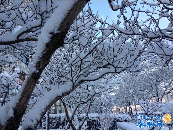 北京一夜大雪 满树雪挂