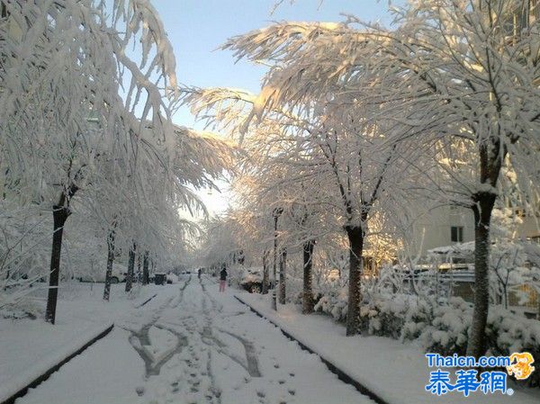 北京一夜大雪 满树雪挂