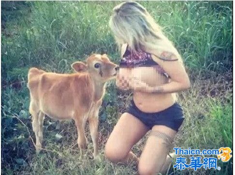 女模袒胸为小牛哺乳 网友吐槽:喝硅胶