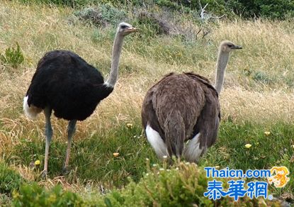 [生命科学] 为什么鸵鸟肉是红肉而不是白肉？