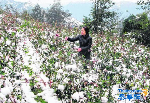 越南罕见下雪 农作物被覆盖家畜冻死