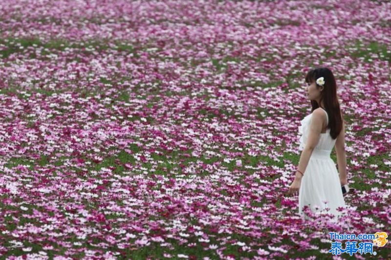 中国各地喜迎马年春节 “火龙钢花”现京城