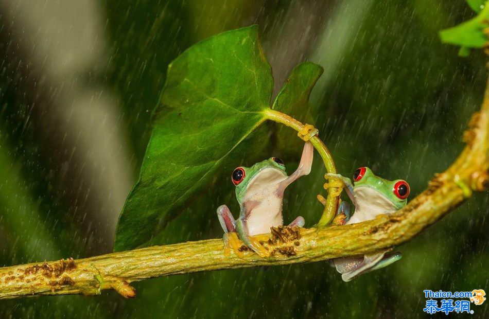 树蛙雨中为同伴撑伞