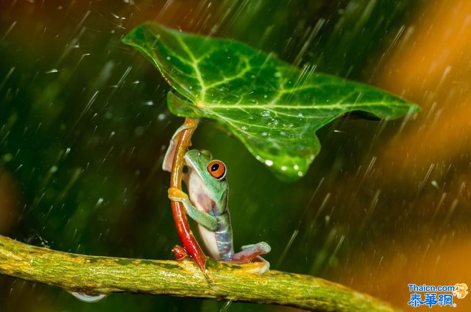 树蛙雨中为同伴撑伞