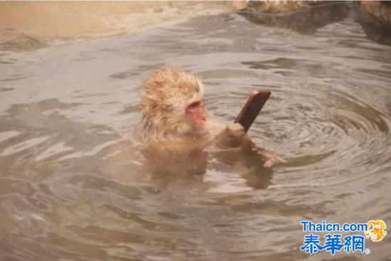 日本猴子拿iPhone泡温泉照片爆红网络