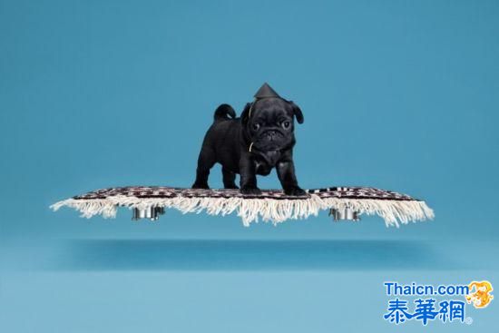瑞士家具商发明磁悬浮魔毯 可原地载小宠物升起