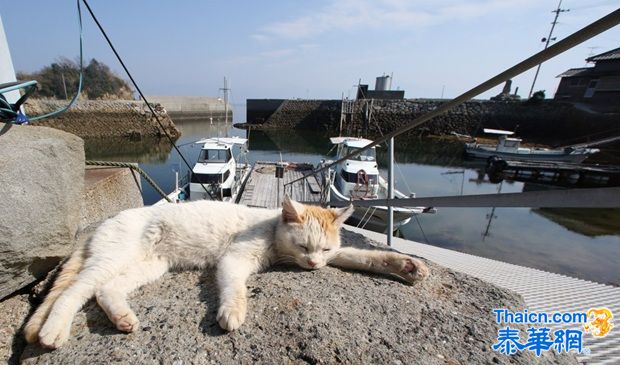 探访日本“猫岛”猫咪的幸福生活