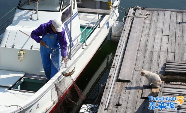 探访日本“猫岛”猫咪的幸福生活