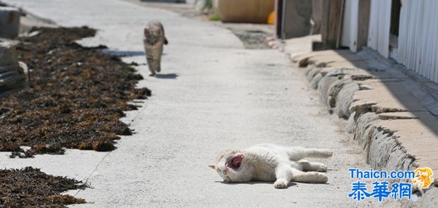 探访日本“猫岛”猫咪的幸福生活