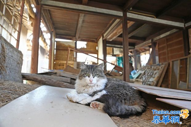 探访日本“猫岛”猫咪的幸福生活