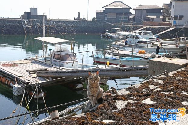 探访日本“猫岛”猫咪的幸福生活