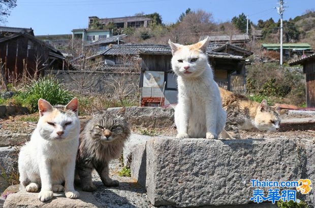 探访日本“猫岛”猫咪的幸福生活