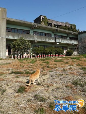 探访日本“猫岛”猫咪的幸福生活