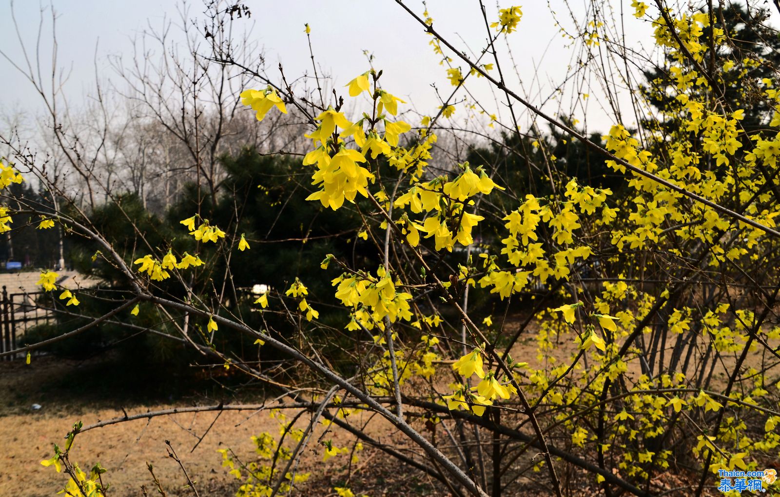 三月阳春在京城