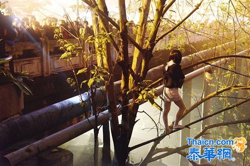 广西南宁:站街女爬上树与扫黄民警对峙 竟是男儿身