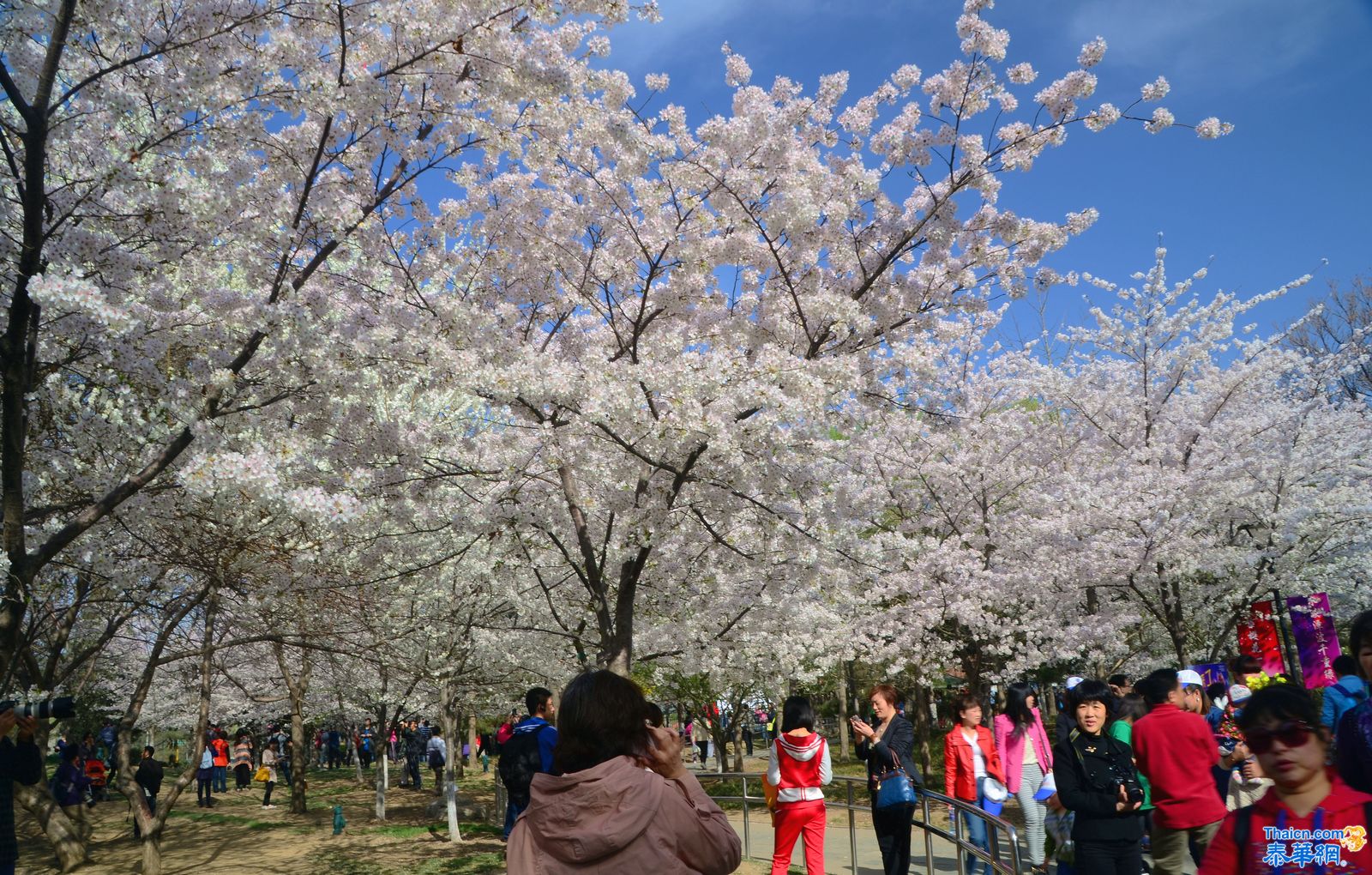 樱花季节