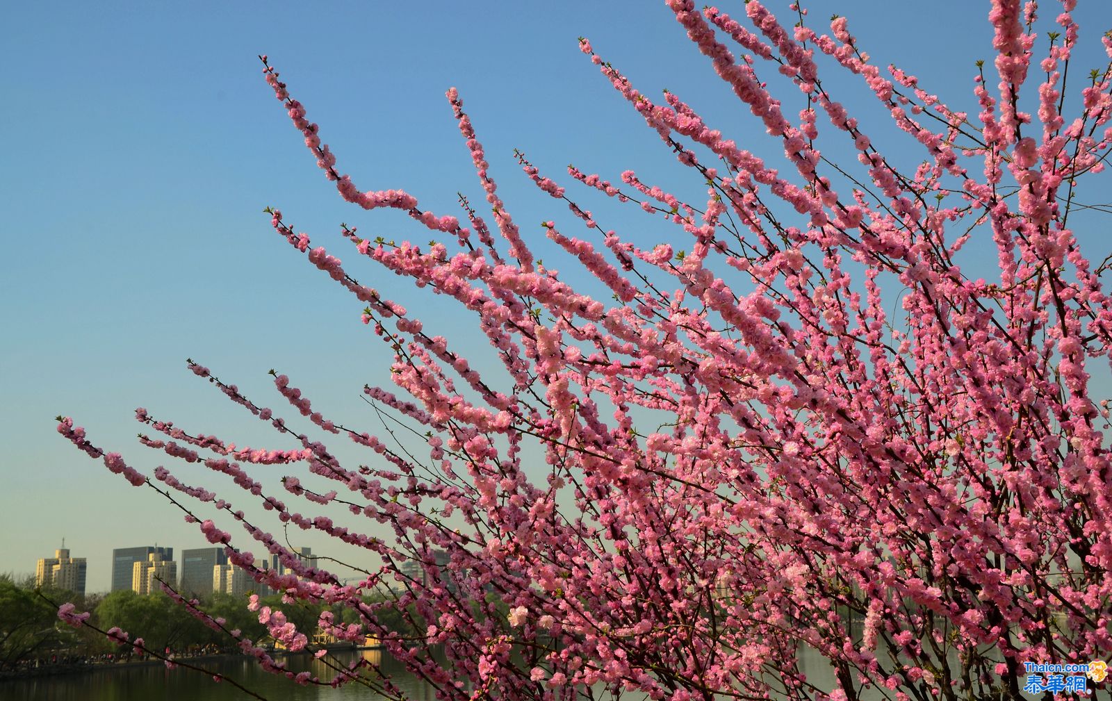 樱花季节