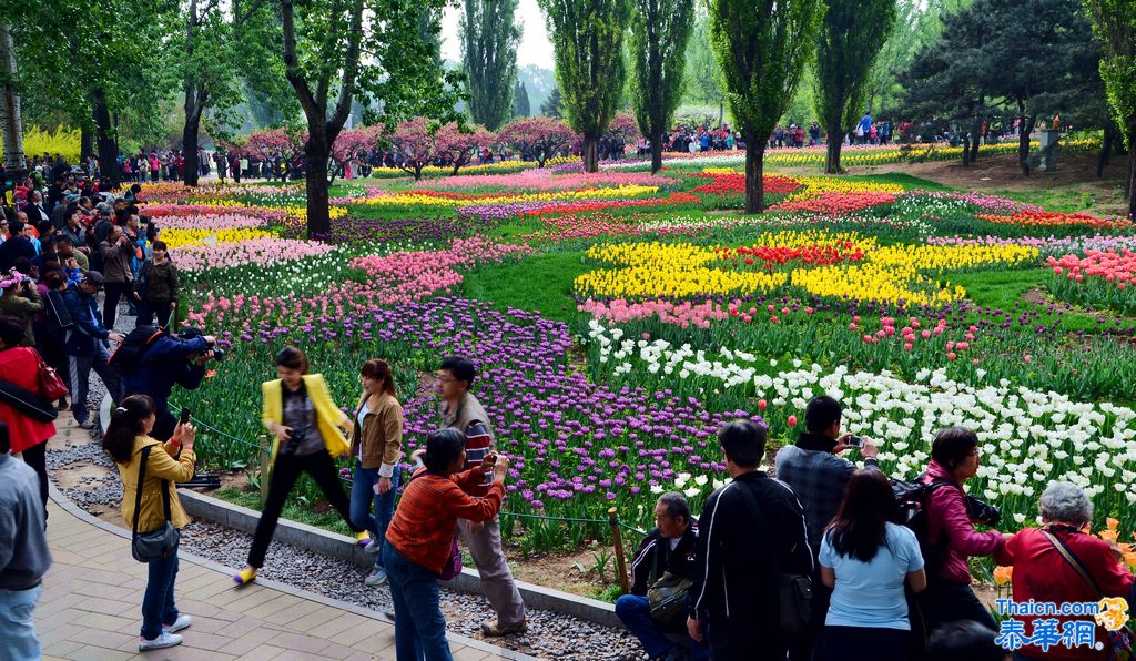 京城植物园观花