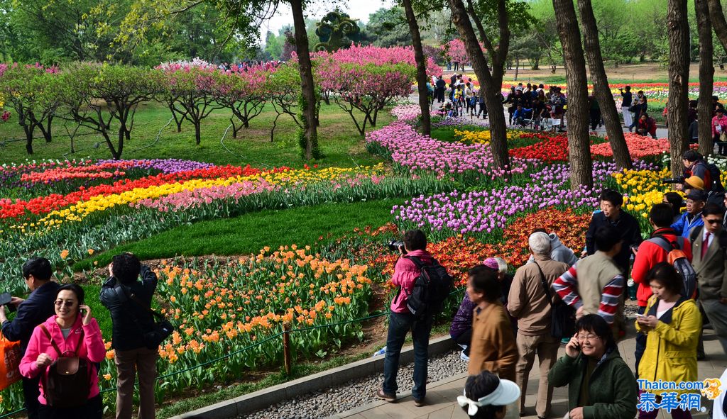 京城植物园观花