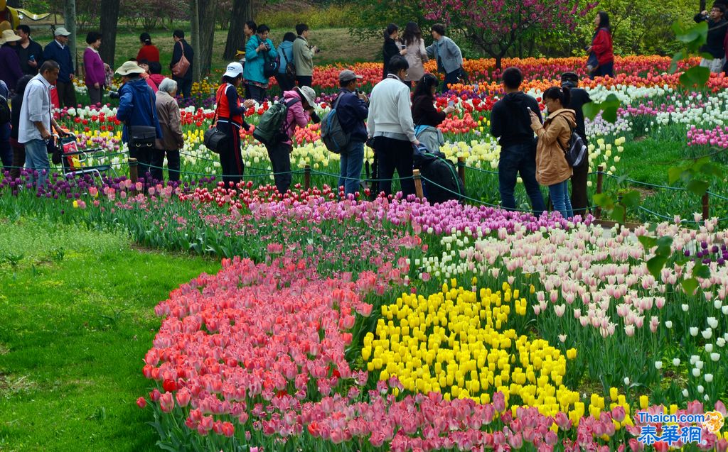 京城植物园观花