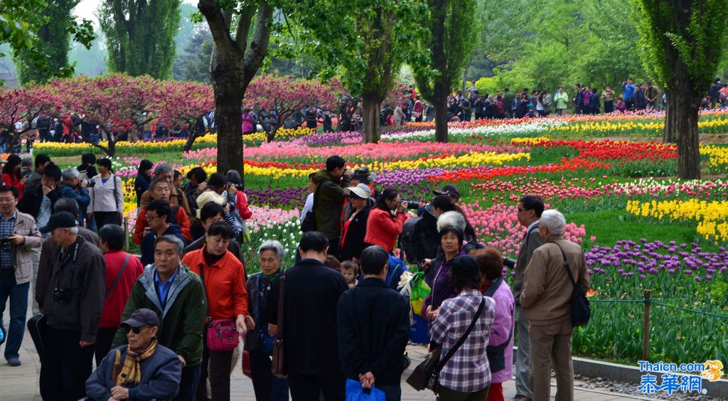 京城植物园观花