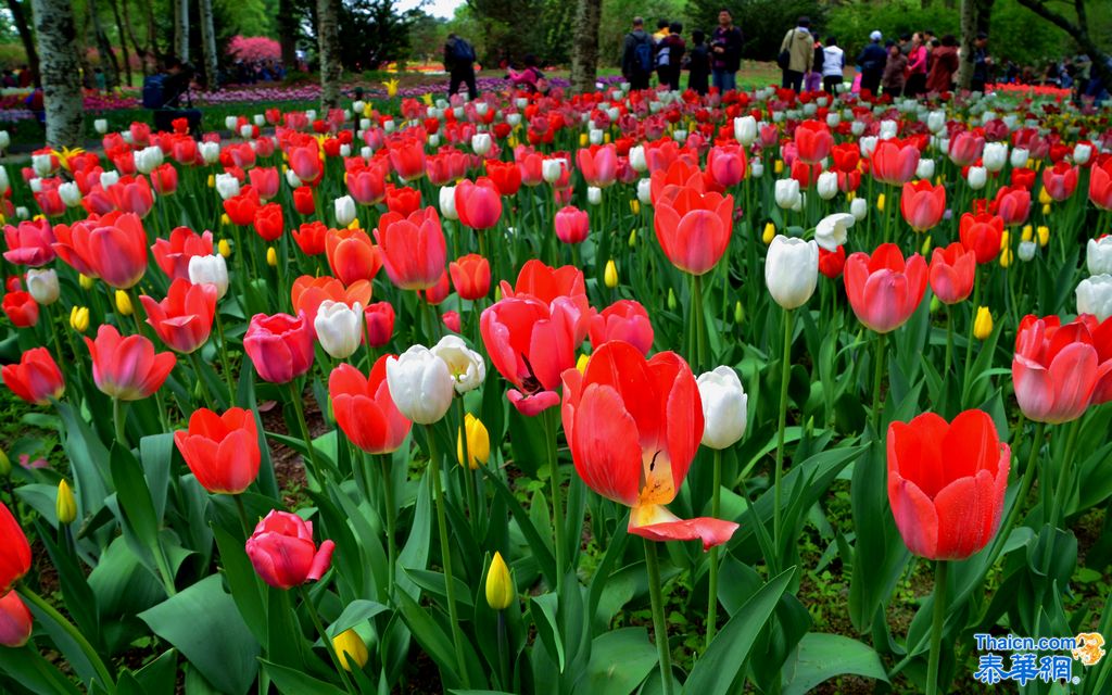 京城植物园观花