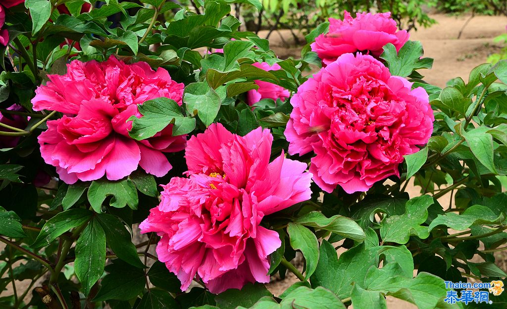 京城植物园观花