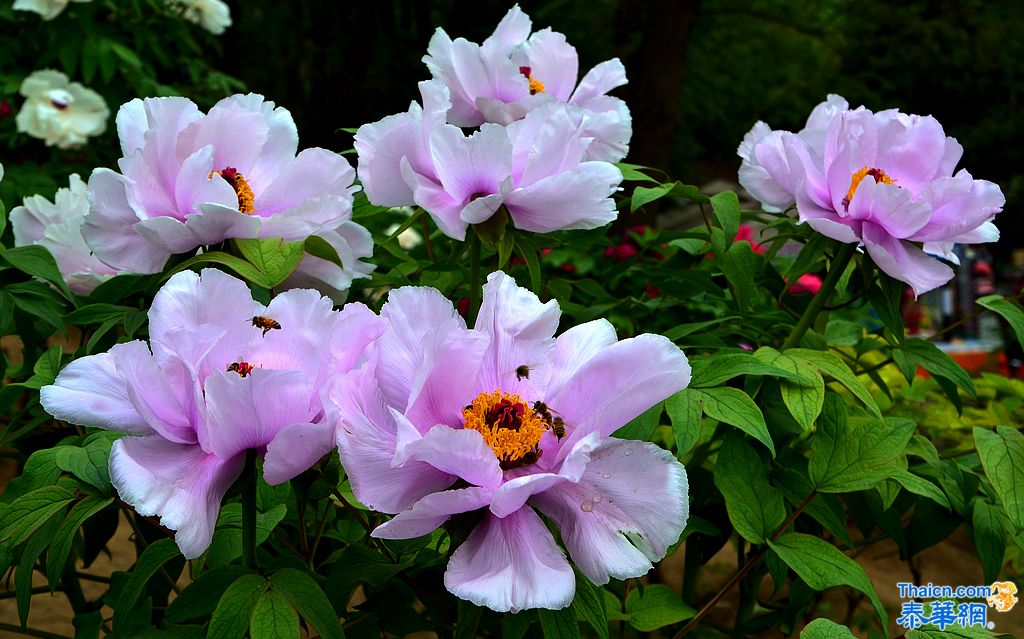 京城植物园观花