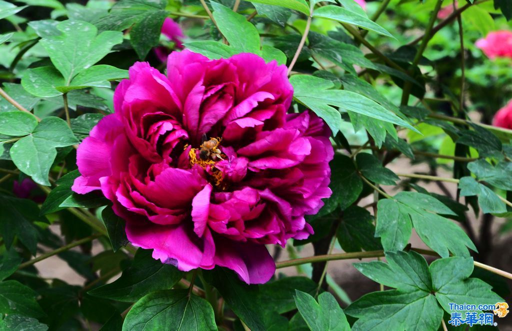 京城植物园观花