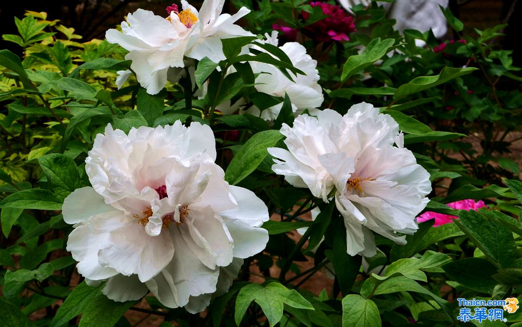 京城植物园观花