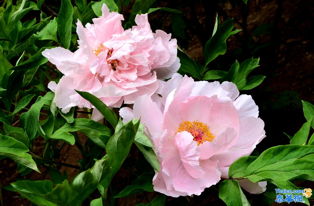 京城植物园观花