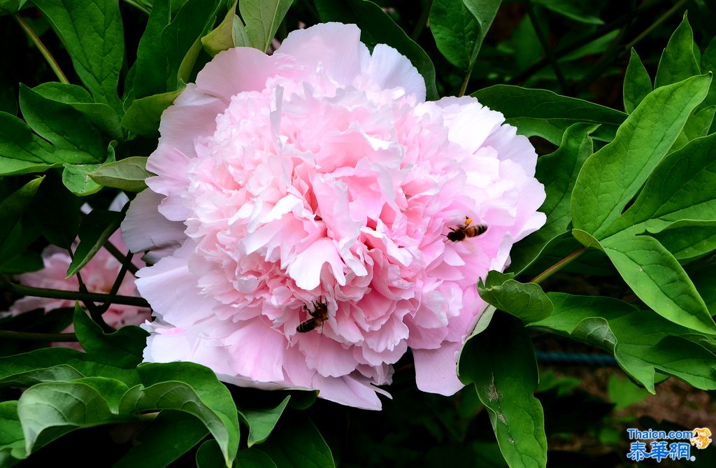 京城植物园观花