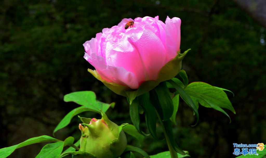 京城植物园观花