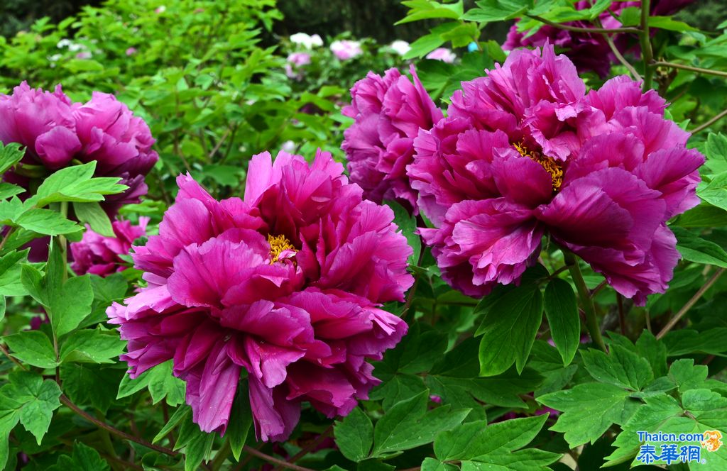 京城植物园观花