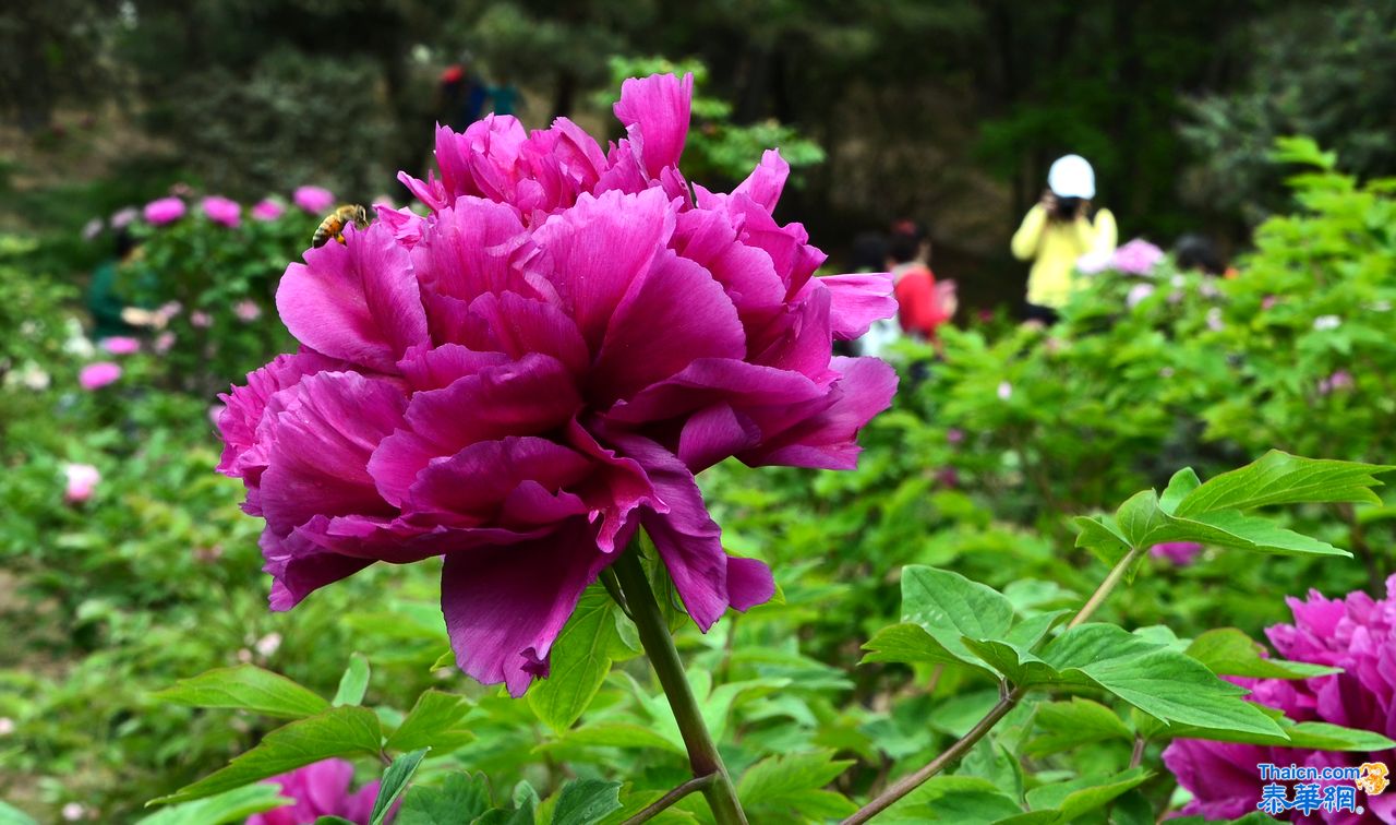 京城植物园观花