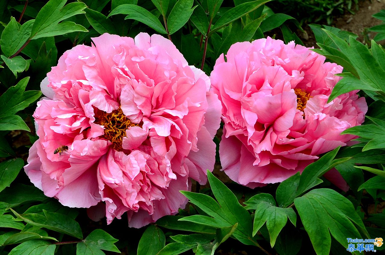 京城植物园观花