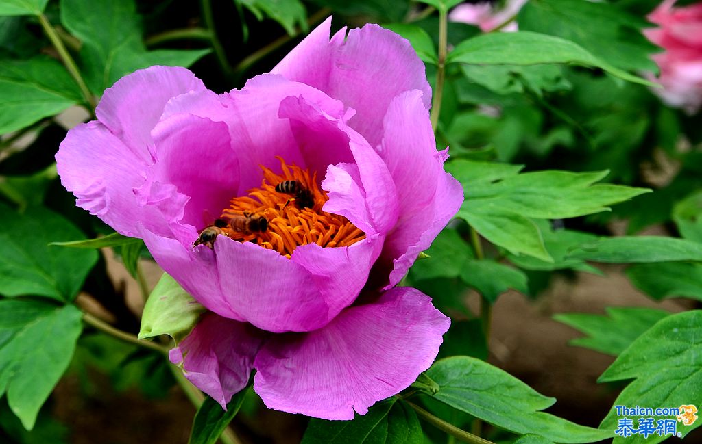 京城植物园观花